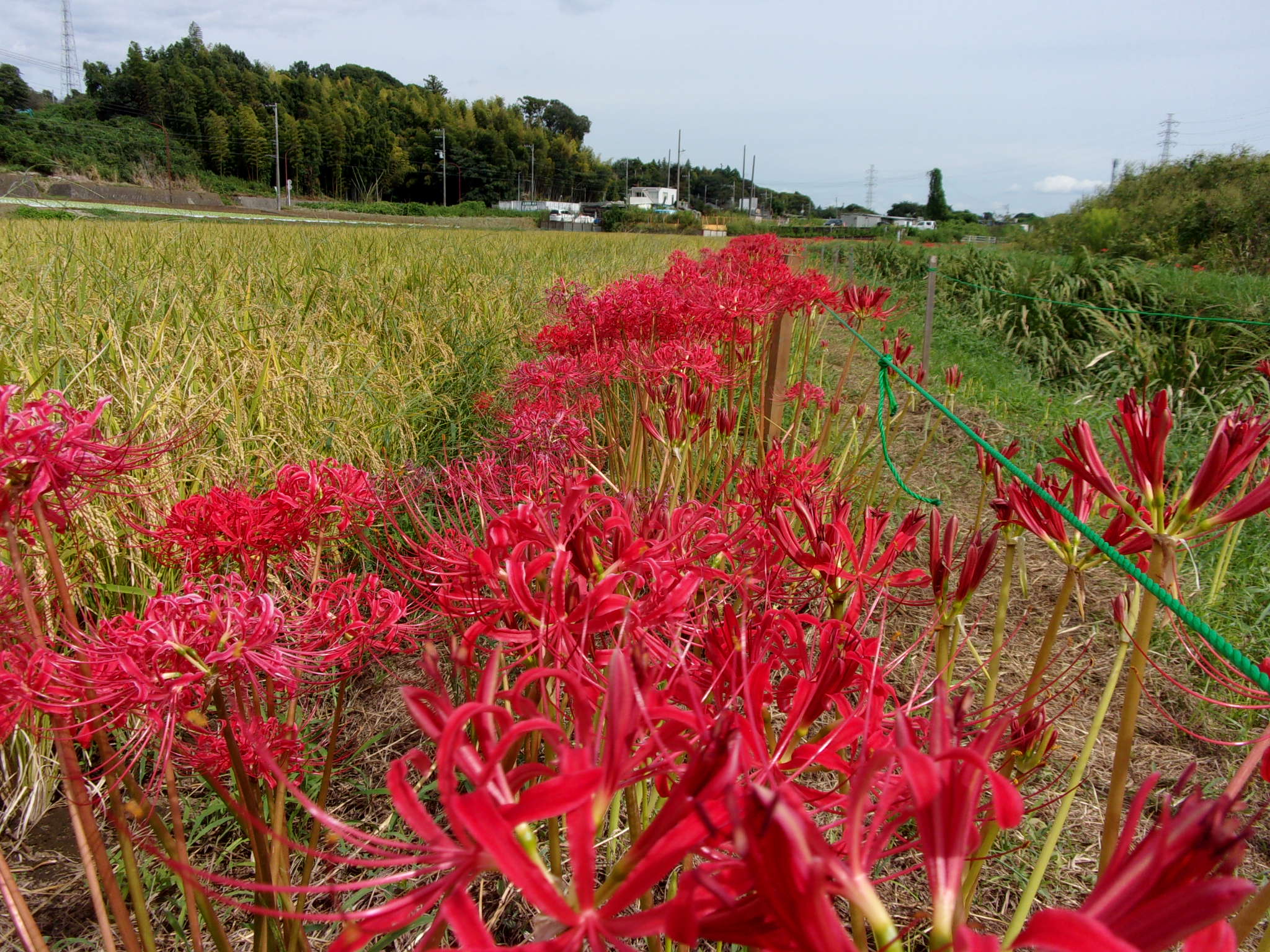 彼岸花　2024WS公認球２個セット 彼岸花 2024WS公認球2個セット 彼岸花 2024WS公認球2個セット