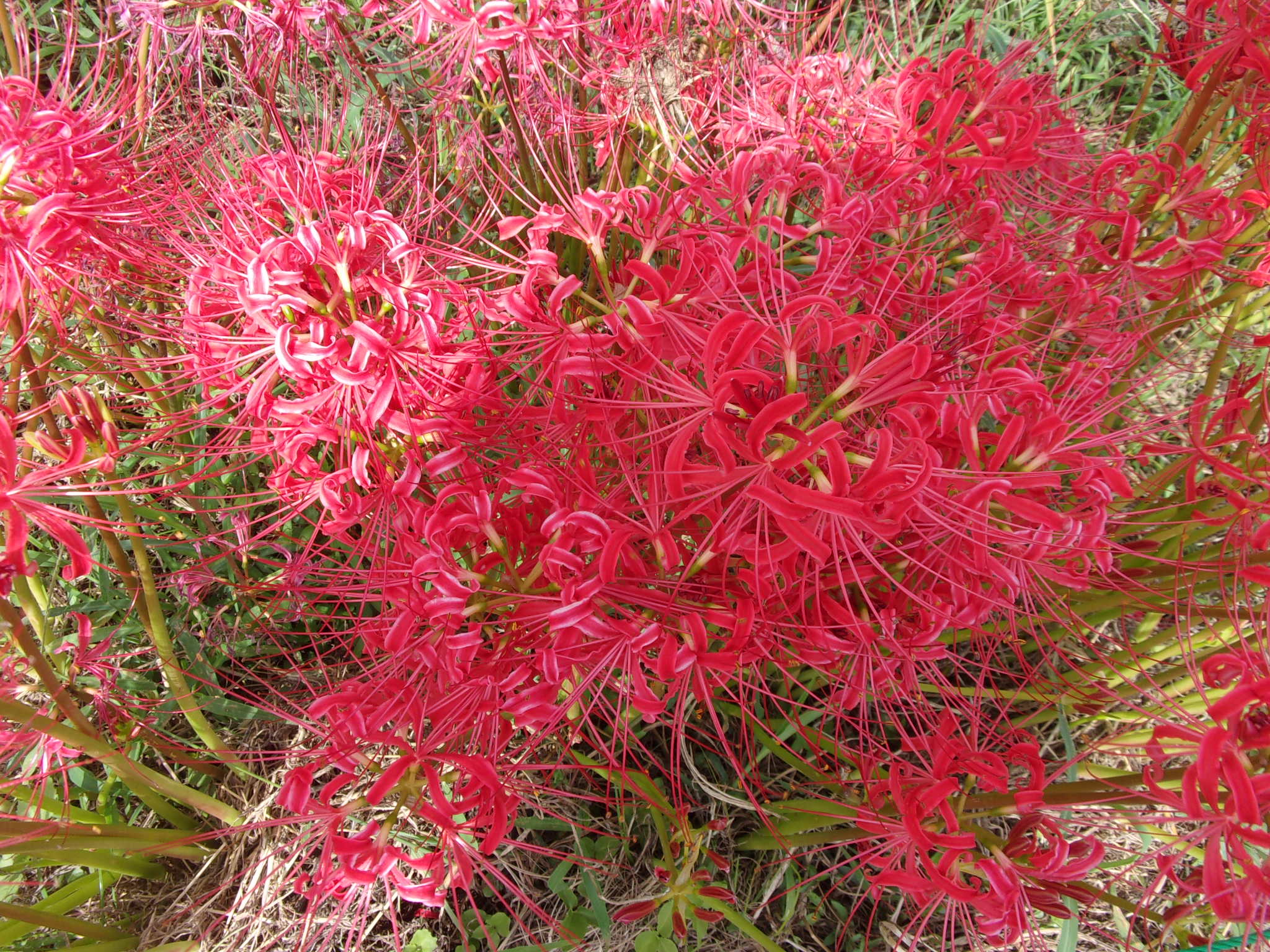 2025年 小出川彼岸花（打戻会場付近）の開花状況について | 地域情報